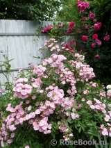 Heavenly Pink Heavenly Pink