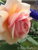 A Shropshire Lad A Shropshire Lad
