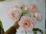 Rokoko Rokoko
