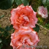Blush Blush