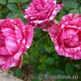 Pink Intuition Pink Intuition