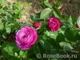 Heidi Klum Rose Heidi Klum Rose