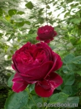Falstaff® Falstaff®
