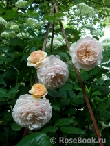 A Shropshire Lad A Shropshire Lad
