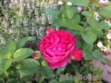 Ascot Ascot