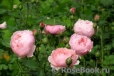 The Alnwick Rose The Alnwick Rose