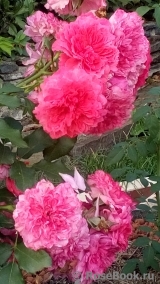 Rosarium Uetersen Rosarium Uetersen