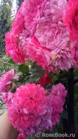 Rosarium Uetersen Rosarium Uetersen