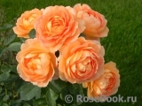 Lady of Shalott Lady of Shalott