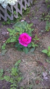 Heidi Klum Rose Heidi Klum Rose