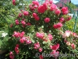 Rosarium Uetersen Rosarium Uetersen