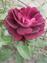 Burgundy Ice Burgundy Ice