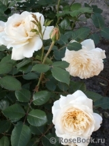 Crocus Rose® Crocus Rose®
