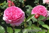 Princess Alexandra of Kent Princess Alexandra of Kent