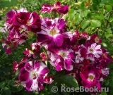 Purple Splash