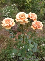 Ashram Ashram