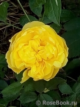 Persian Yellow Persian Yellow