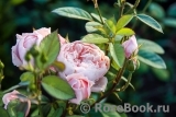 The Alnwick Rose The Alnwick Rose