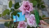 La Rose du Petit Prince La Rose du Petit Prince