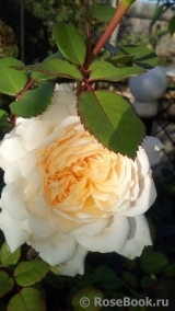 Crocus Rose® Crocus Rose®