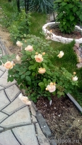 Crown Princess Margareta® Crown Princess Margareta®