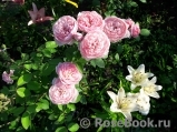 The Alnwick Rose The Alnwick Rose
