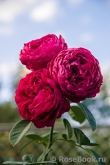 Ascot Ascot