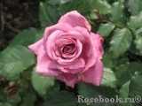 Shocking Blue Shocking Blue