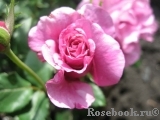 Shocking Blue Shocking Blue