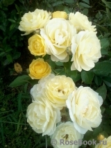 Golden Border Golden Border