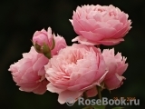 The Alnwick Rose The Alnwick Rose