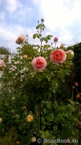 Abraham Darby Abraham Darby