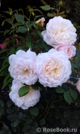Crocus Rose® Crocus Rose®