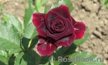 Black Beauty Black Beauty
