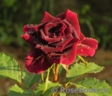 Black Beauty Black Beauty