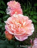 Rosige Zeiten - Steinfurther Museumsrose ® Rosige Zeiten - Steinfurther Museumsrose ®