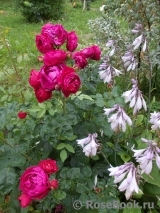 Ascot Ascot