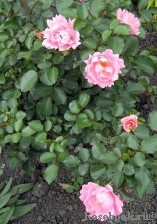 Sommerwind