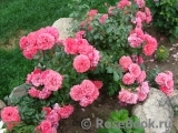 Rosarium Uetersen Rosarium Uetersen