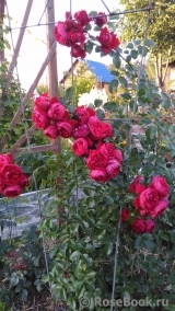 Florentina - Florentina -