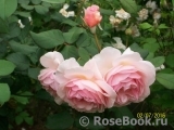 A Shropshire Lad A Shropshire Lad