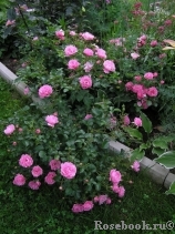 Sommerwind
