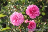 Starlet®-Rose Eva® Starlet®-Rose Eva®