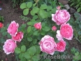 Princess Alexandra of Kent Princess Alexandra of Kent