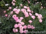 Sommerwind