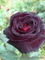 Black Baccara Black Baccara