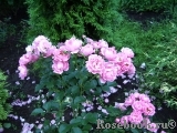 Sommerwind