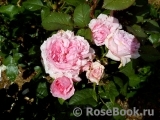 Henri le Sidaner® Henri le Sidaner®