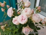 Claire Rose Claire Rose