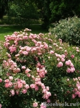 Sommerwind
